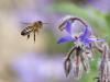 Apis mellifera